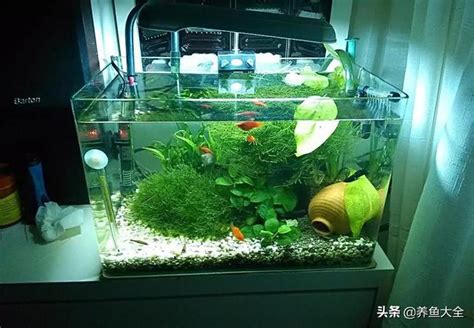 小魚缸可以養幾隻魚|魚缸養多少魚合適，這個公式告訴你，再也不用請教別。